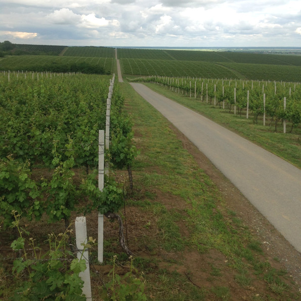 Nepregledni baranjski vinogradi