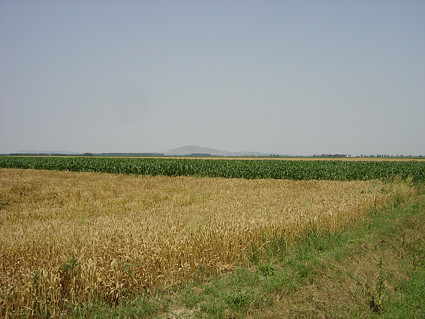 Žito i kukuruz kod Petlovca