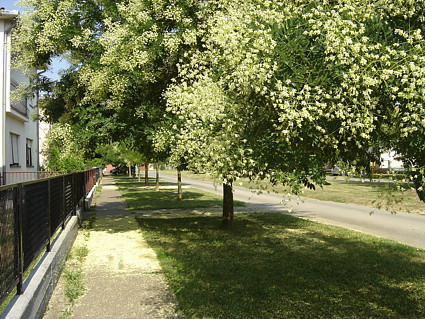 Koja je ovo belomanastirska ulica?