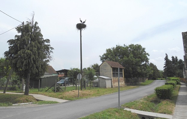 I nakon osam godina gnijezdno je na istom mjestu