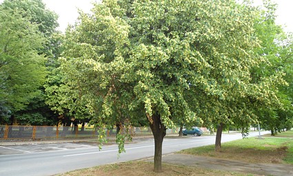 Drvored u Školskoj ulici