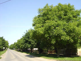 Nekadašnji drvored u Betonskoj ulici