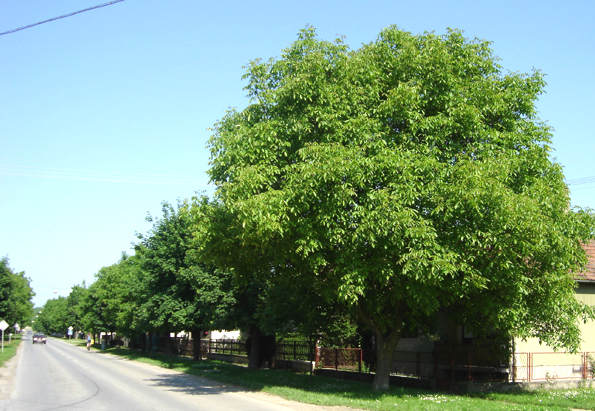 Nekadašnji drvored u Betonskoj ulici