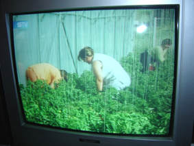 Vijesti Televizije Slavonije i Baranje