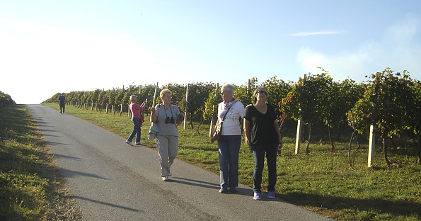 &Scaron;etnja uz beljske vinograde